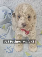 Pochon , a male Bichon Frise and Poodle - Miniature  for sale in Princeton, KY – 1 of 3