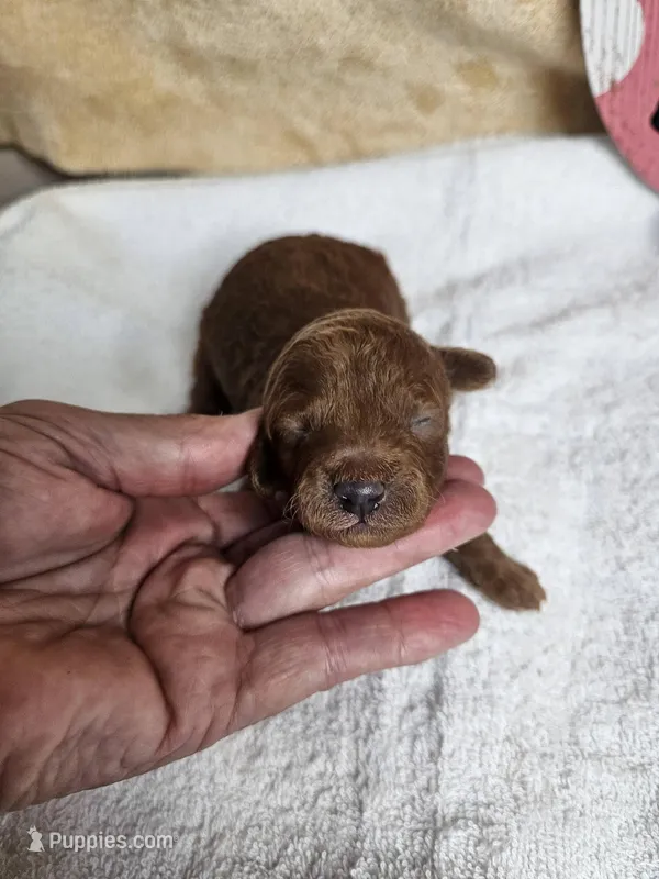 F1b Goldendoodle Mini  – Miniature Goldendoodle puppy for sale in Princeton, KY