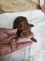 F1b Goldendoodle Mini , a male Miniature Goldendoodle for sale in Princeton, KY – Photo 1 of 4