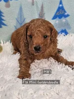 F1b Goldendoodle Mini , a male Miniature Goldendoodle for sale in Princeton, KY – Photo 4 of 4