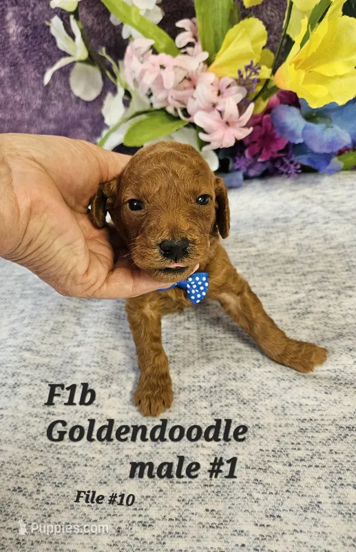 F1b Goldendoodle Mini  m #1 – Miniature Goldendoodle puppy for sale in Princeton, KY