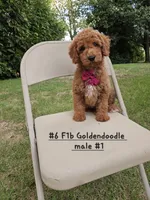 F1b Goldendoodle Mini , a male Miniature Goldendoodle for sale in Princeton, KY – Photo 3 of 4