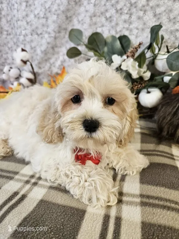 Shockapoo, a male Shih Tzu for sale in Princeton, KY – Photo 1 of 4