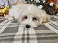 Shockapoo, a male Shih Tzu for sale in Princeton, KY – Photo 3 of 4