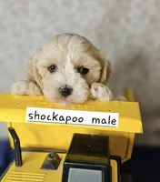 Shockapoo, a male Shih Tzu for sale in Princeton, KY – Photo 4 of 4