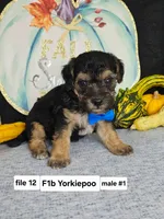 F1b Yorkiepoo M 1, a male Yorkipoo for sale in Princeton, KY – 2 of 2