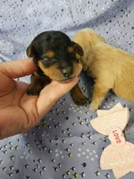 F1b Yorkiepoo F 1, a male Yorkipoo for sale in Princeton, KY – 3 of 3