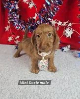 Miniature Dachshund M #2  reduced , a male Miniature Dachshund for sale in Princeton, KY – 1 of 6