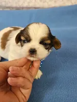 Shihtzu M#2, a male Shih Tzu for sale in Princeton, KY – 6 of 9