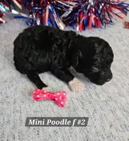 Miniature Poodle F #2, a female Poodle - Miniature  for sale in Princeton, KY – 5 of 6