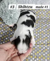 Shihtzu  m#1, a male Shih Tzu for sale in Princeton, KY – 2 of 2