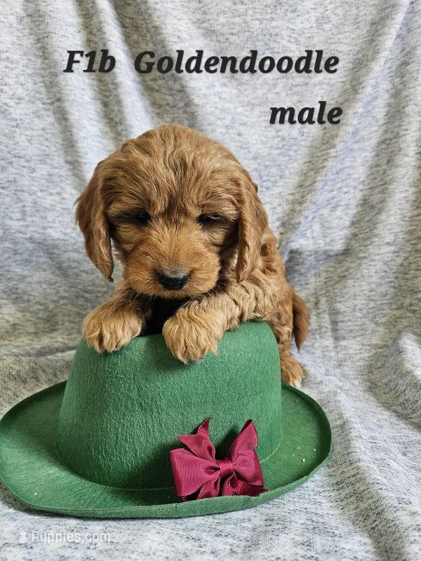 F1b Goldendoodle Mini m#3