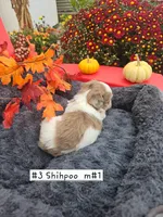 Shih Poo Male #1 (3), a male Shihpoo for sale in Princeton, KY – 2 of 3
