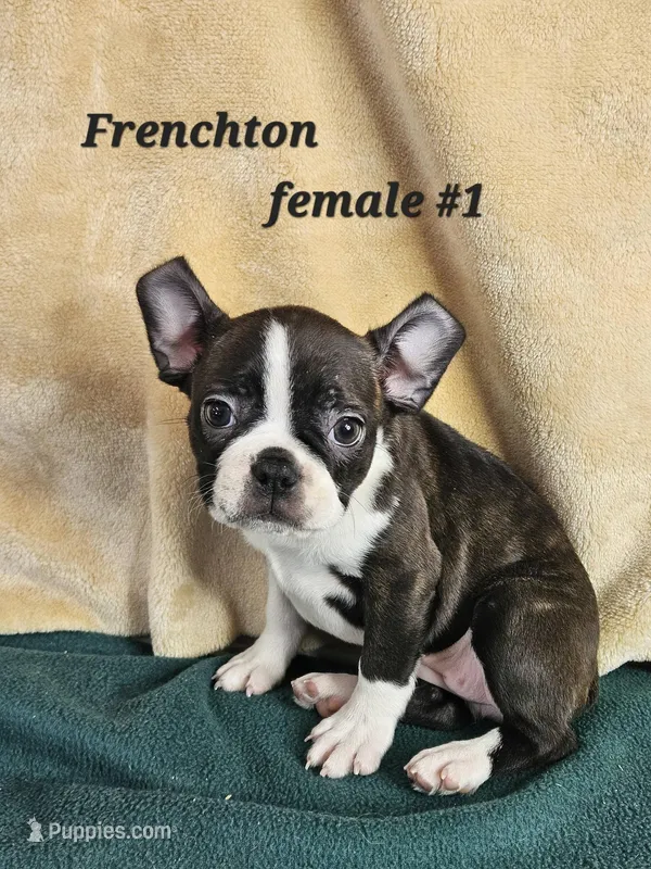 Frenchton F #1 – Boston Terrier, Frenchton puppy for sale in Princeton, KY
