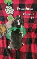 Frenchton F #1, a female Boston Terrier and Frenchton for sale in Princeton, KY – Photo 2 of 2