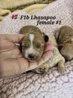 F1b Lhasapoo F 1, a female Lhasapoo for sale in Princeton, KY – Photo 1 of 2