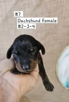 Dachshund F#2-3-4 , a female Miniature Dachshund for sale in Princeton, KY – 1 of 3