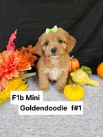 F1b Mini Goldendoodle F#1, a male Miniature Goldendoodle for sale in Princeton, KY – 3 of 5