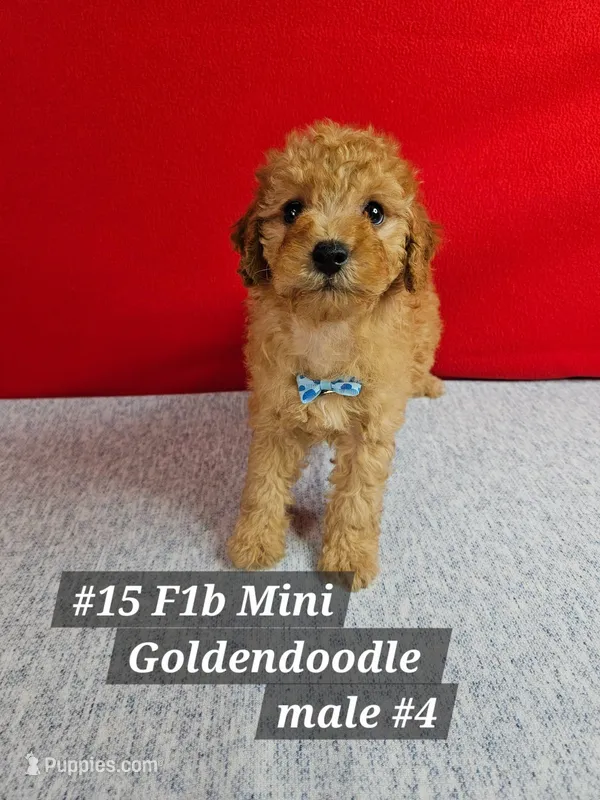 F1b Miniature Goldendoodles m #4 – Miniature Goldendoodle puppy for sale in Princeton, KY