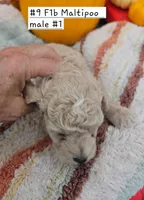 F1b Maltipoo Male #1 (9), a male Maltipoo and Poodle - Toy  for sale in Princeton, KY – 4 of 5