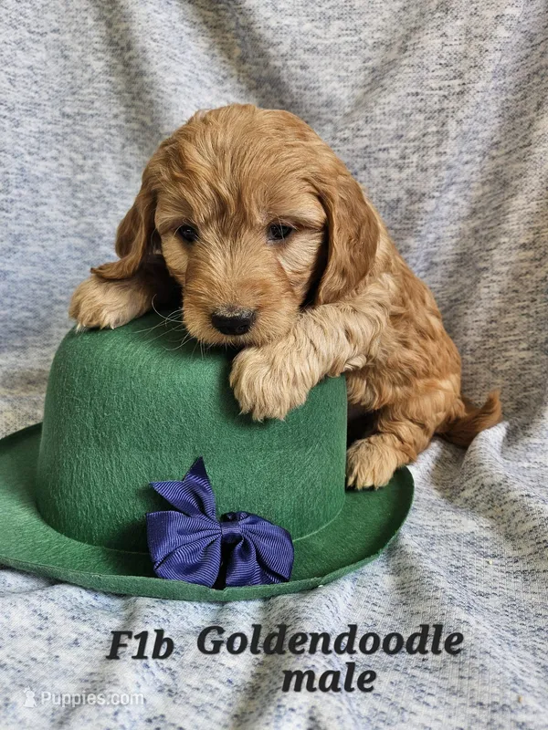 F1b Goldendoodle Mini  m#1