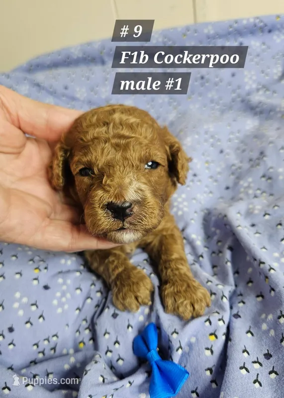 F1b Cockapoo m #1  – Cockapoo puppy for sale in Princeton, KY