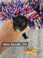 Miniature Poodle F#1, a female Poodle - Miniature  for sale in Princeton, KY – 3 of 6