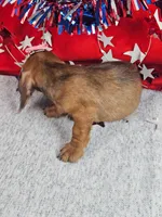 Minaiture Dachshund F #2 = reduced, a male Miniature Dachshund for sale in Princeton, KY – 5 of 6