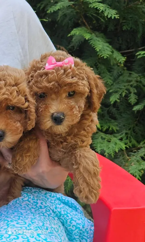 Miniature Poodle  – Poodle - Miniature  puppy for sale in Princeton, KY