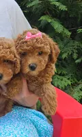 Miniature Poodle , a female Poodle - Miniature  for sale in Princeton, KY – 1 of 1