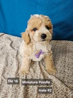 Minature Poodle M#2, a male Poodle - Miniature  for sale in Princeton, KY – 5 of 7