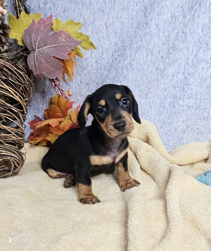 Mini Dachshund Male #1 – Miniature Dachshund puppy for sale in Princeton, KY
