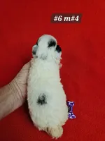 Pending Miniature Poodle M#2, a male Poodle - Miniature  for sale in Princeton, KY – 7 of 8