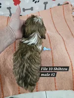 Shihtzu male #2, a male Shih Tzu for sale in Princeton, KY – 3 of 3