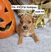 Yorkiepoo m 4, a male Yorkipoo for sale in Princeton, KY – 2 of 3