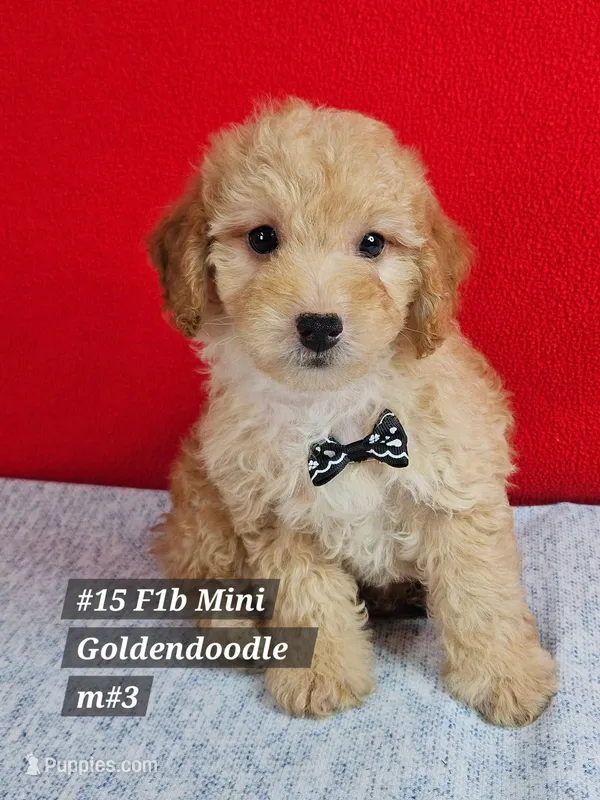 F1b Miniature Goldendoodles m #3 – Miniature Goldendoodle puppy for sale in Princeton, KY