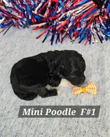 Miniature Poodle F#1, a female Poodle - Miniature  for sale in Princeton, KY – 4 of 6