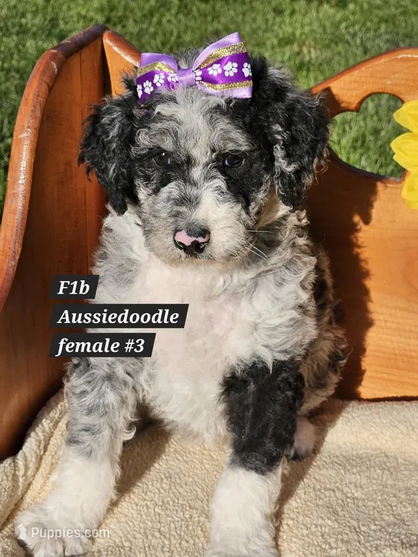 F1b Aussiedoodle  – Aussiedoodle puppy for sale in Princeton, KY