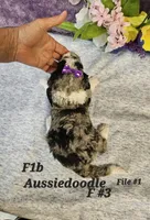 F1b Aussiedoodle , a female Aussiedoodle for sale in Princeton, KY – 2 of 3