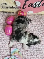 F1b Aussiedoodle , a female Aussiedoodle for sale in Princeton, KY – 3 of 3