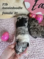 F1b Aussie doodle , a female Aussiedoodle for sale in Princeton, KY – 3 of 3