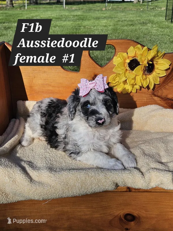 F1b Aussie doodle  – Aussiedoodle puppy for sale in Princeton, KY