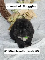 Miniature Poodle M#5, a male Poodle - Miniature  for sale in Princeton, KY – 3 of 4