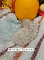 SMALL Miniature Poodle (6) Male #1, a male Poodle - Toy  and Poodle - Miniature  for sale in Princeton, KY – 3 of 4