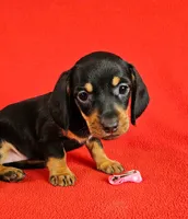 Miniature Dachshund F , a female Miniature Dachshund for sale in Princeton, KY – 2 of 7