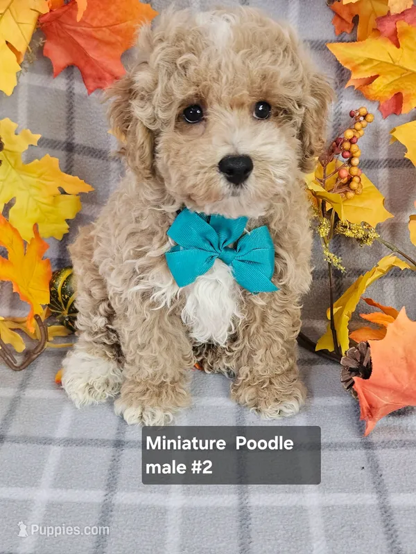 REDUCED Miniature Poodle M #2  – Poodle - Miniature  puppy for sale in Princeton, KY