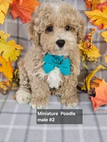 REDUCED Miniature Poodle M #2 , a male Poodle - Miniature  for sale in Princeton, KY – 1 of 4