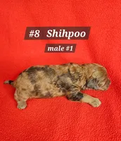 F1b Shih-Poo M#2, a male Shih Tzu and Poodle - Miniature  for sale in Princeton, KY – 9 of 10