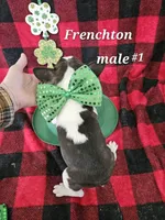 Frenchton m, a male Boston Terrier and Frenchton for sale in Princeton, KY – Photo 2 of 2