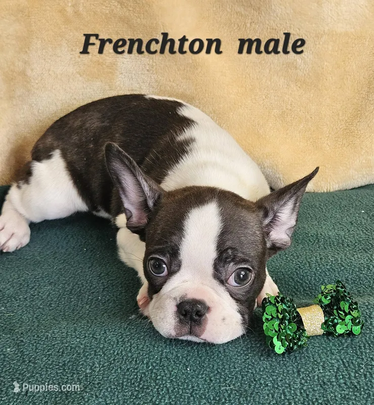 Frenchton m – Boston Terrier, Frenchton puppy for sale in Princeton, KY
